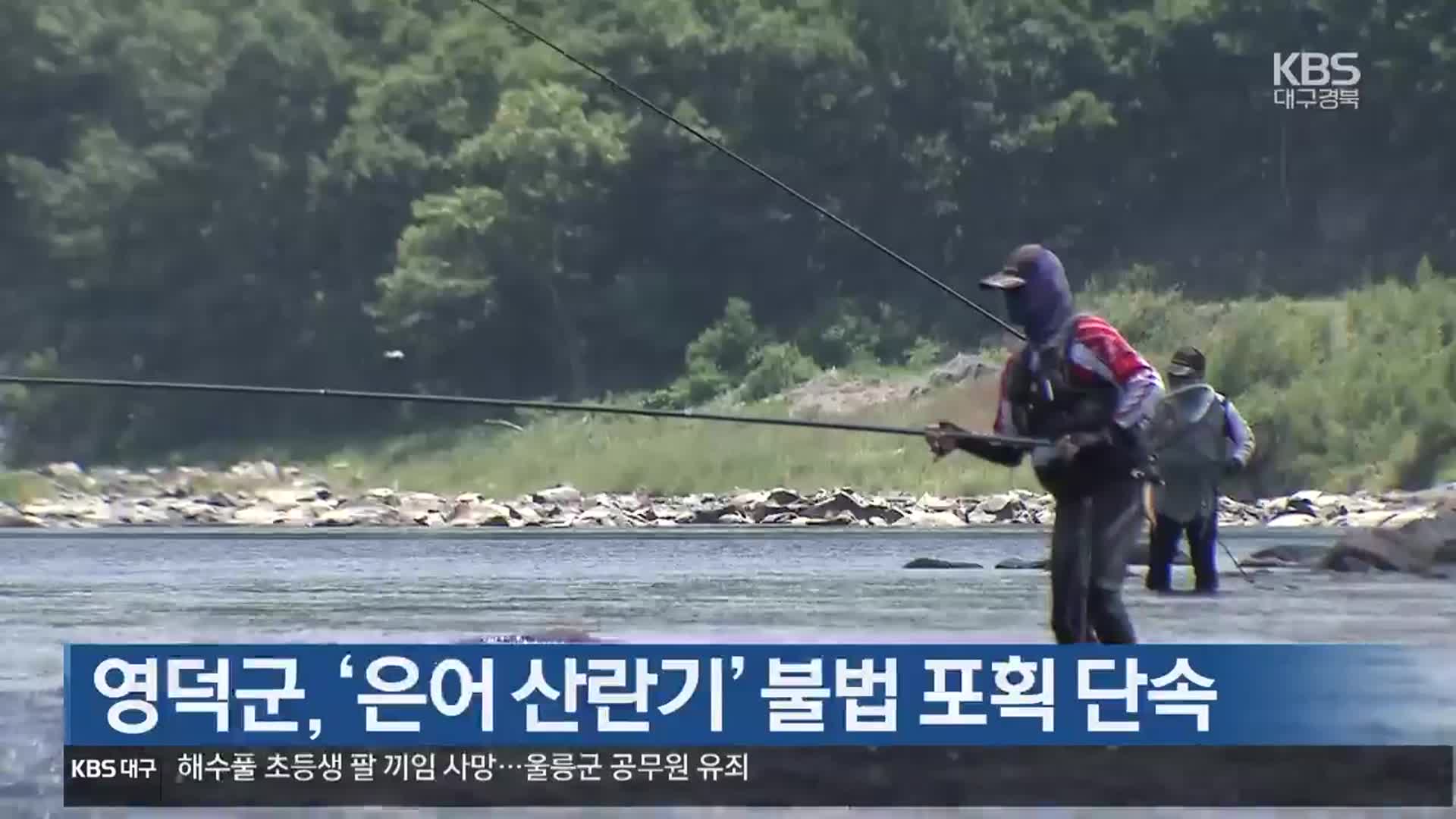 [여기는 포항] 영덕군, ‘은어 산란기’ 불법 포획 단속 외