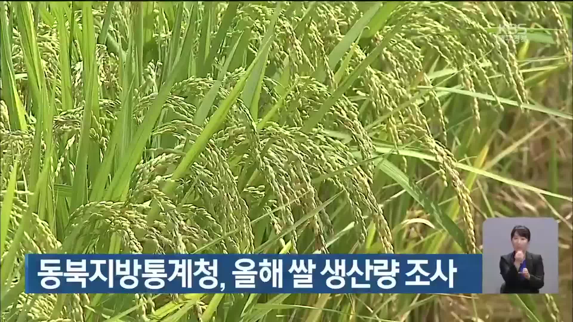 동북지방통계청, 올해 쌀 생산량 조사