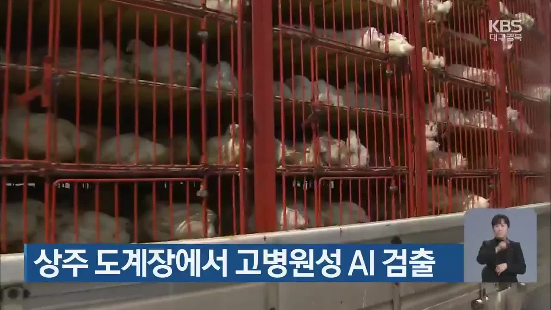 상주 도계장에서 고병원성 AI 검출