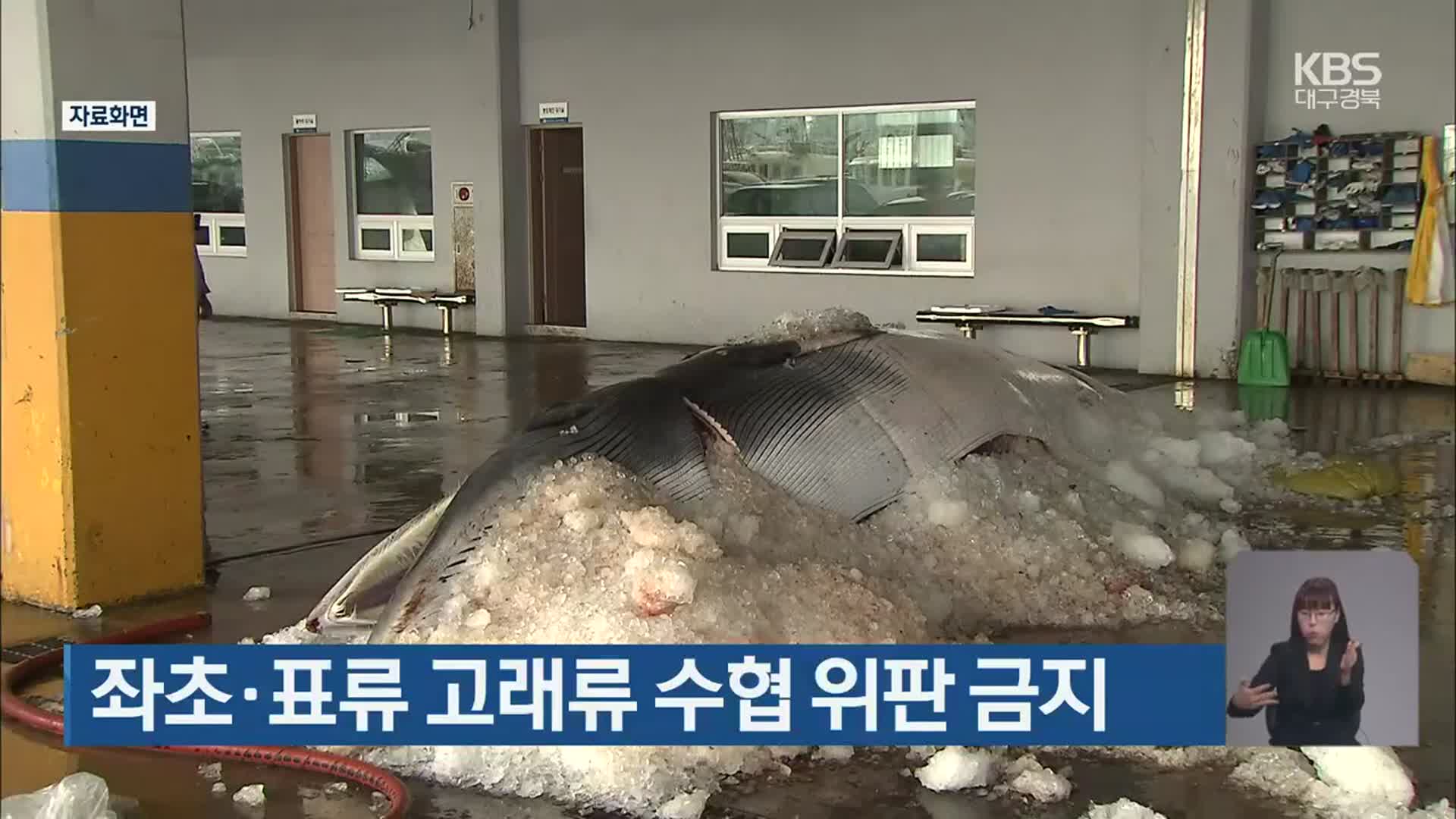 좌초·표류 고래류 수협 위판 금지