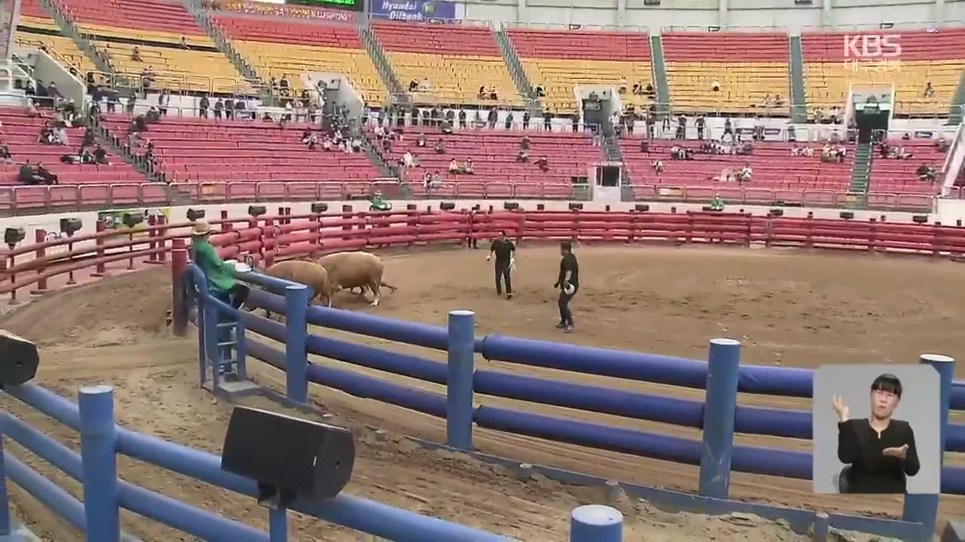 거리두기 해제 후 첫 주말…청도 소싸움 경기장도 활기