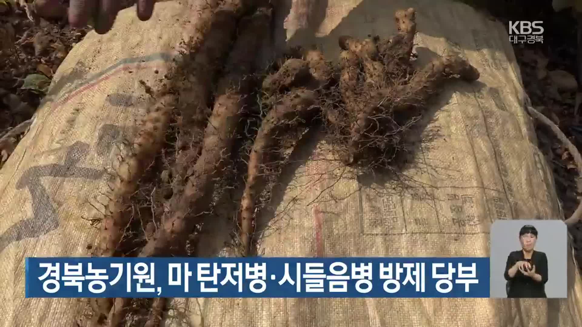 경북농기원, 마 탄저병·시들음병 방제 당부