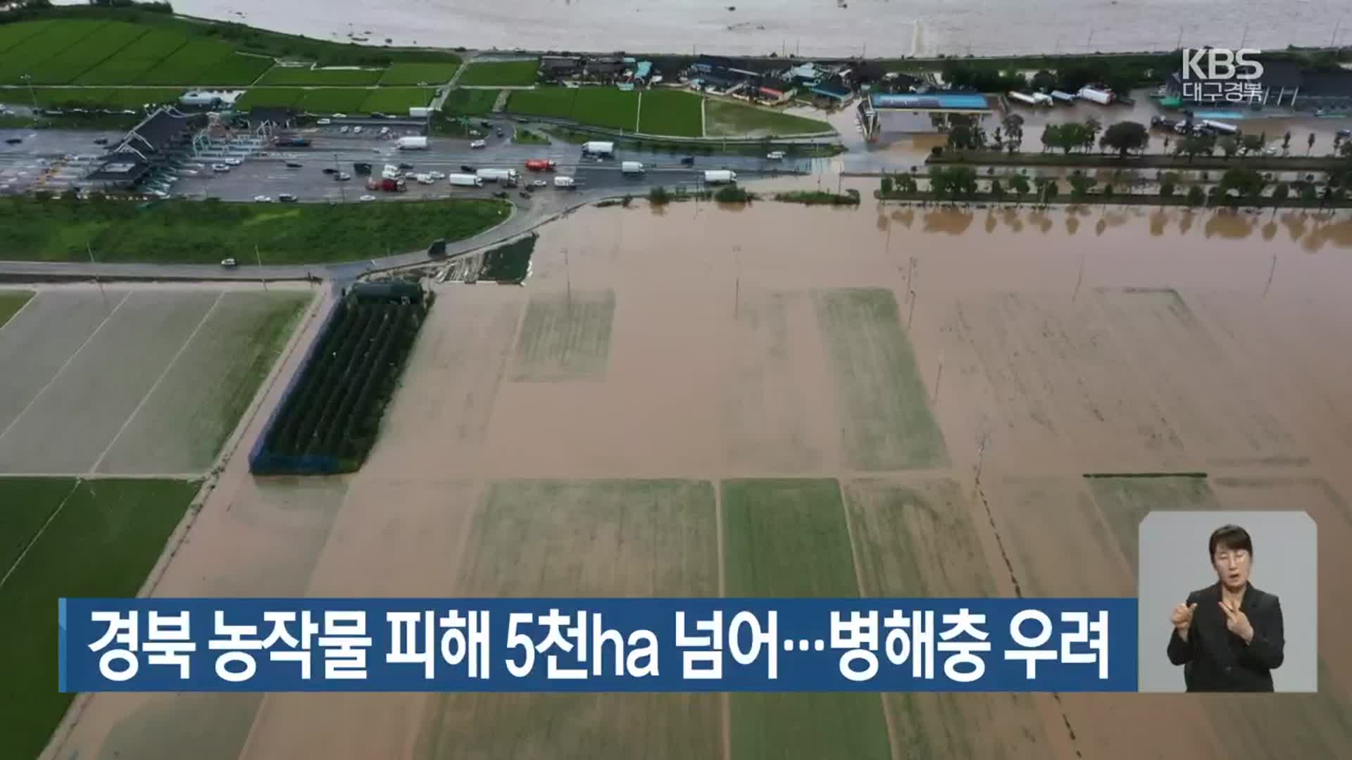 경북 농작물 피해 5천ha 넘어…병해충 우려