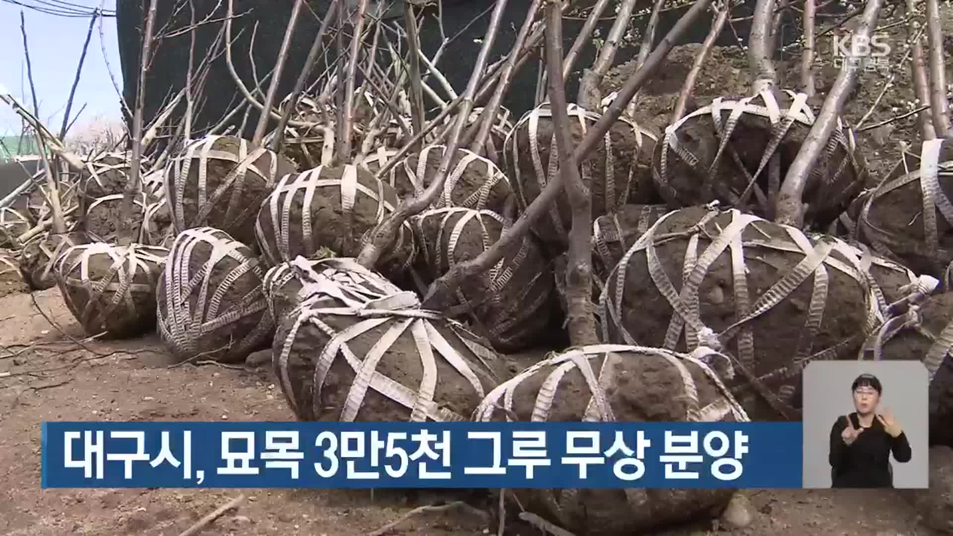 대구시, 묘목 3만5천 그루 무상 분양