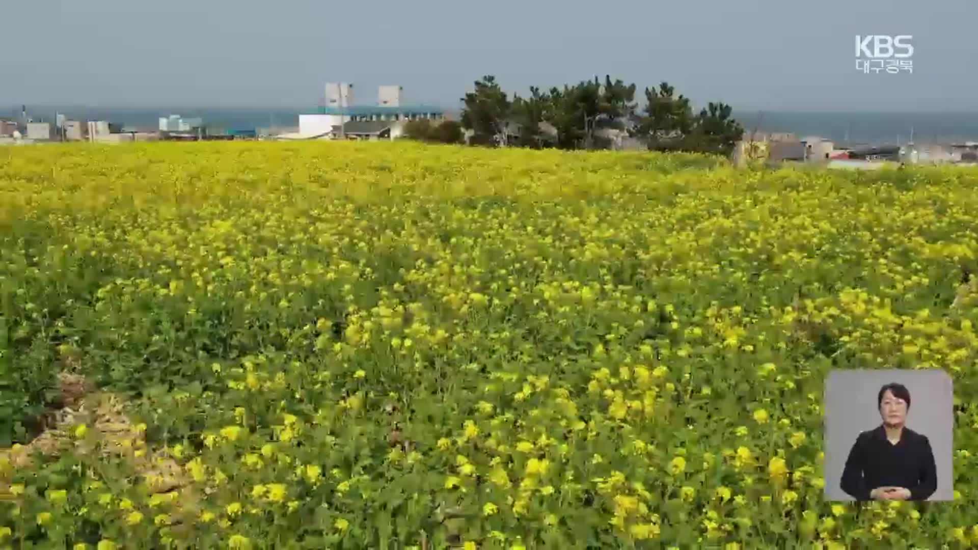 유채꽃밭 변한 호미곶…관광·농가 소득 ‘일석이조’