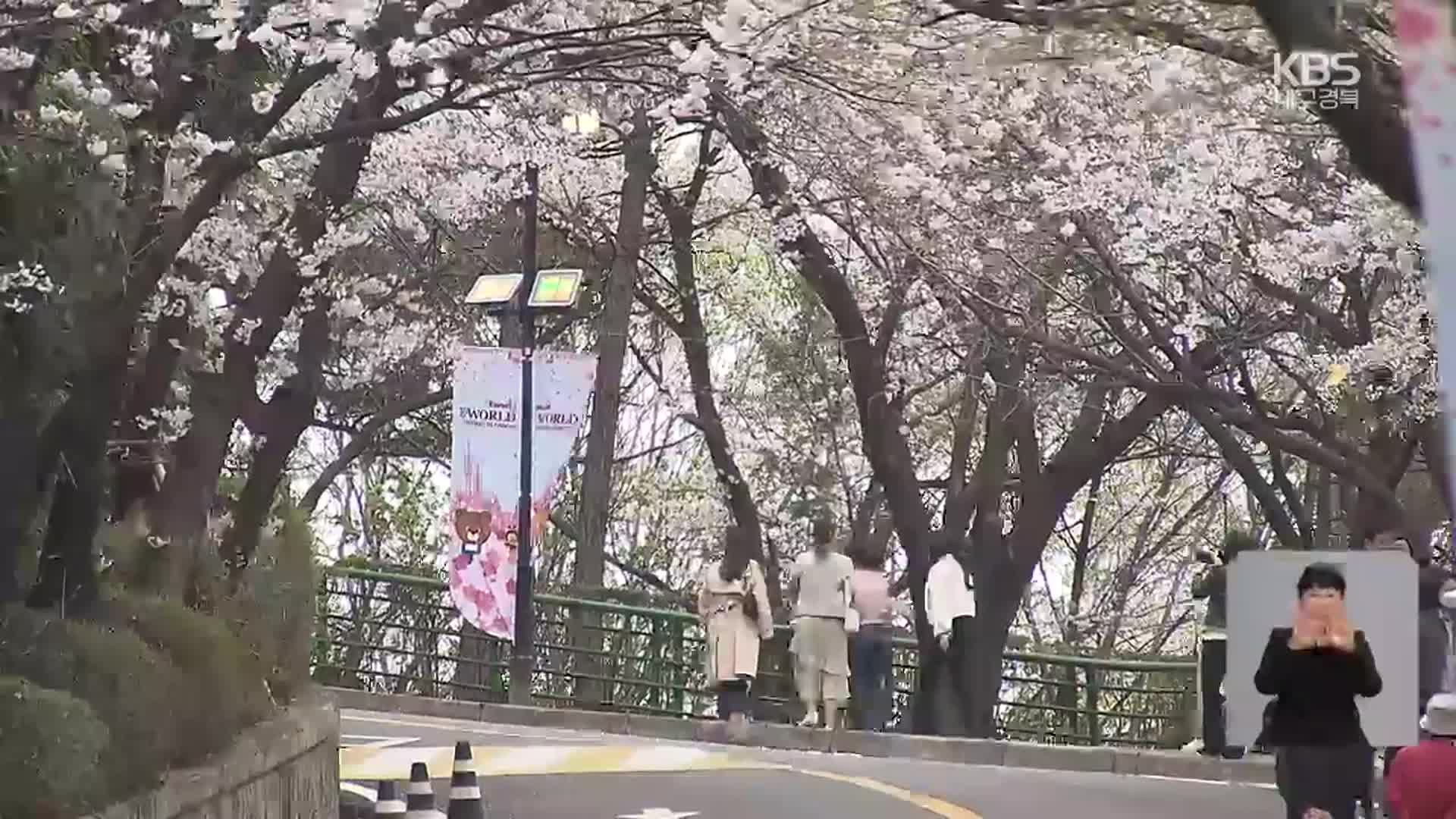 벚꽃의 향연, 주말 나들이객 북적