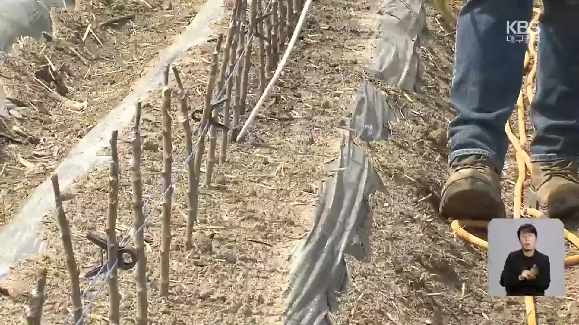 묘목단지 vs 벼논…봄 영농철 물 전쟁