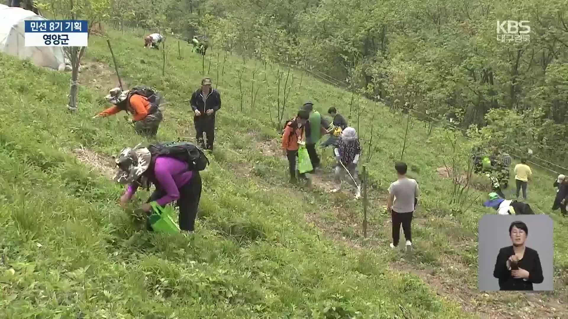 [현안 돋보기] 청정 산나물 새로운 관광자원으로