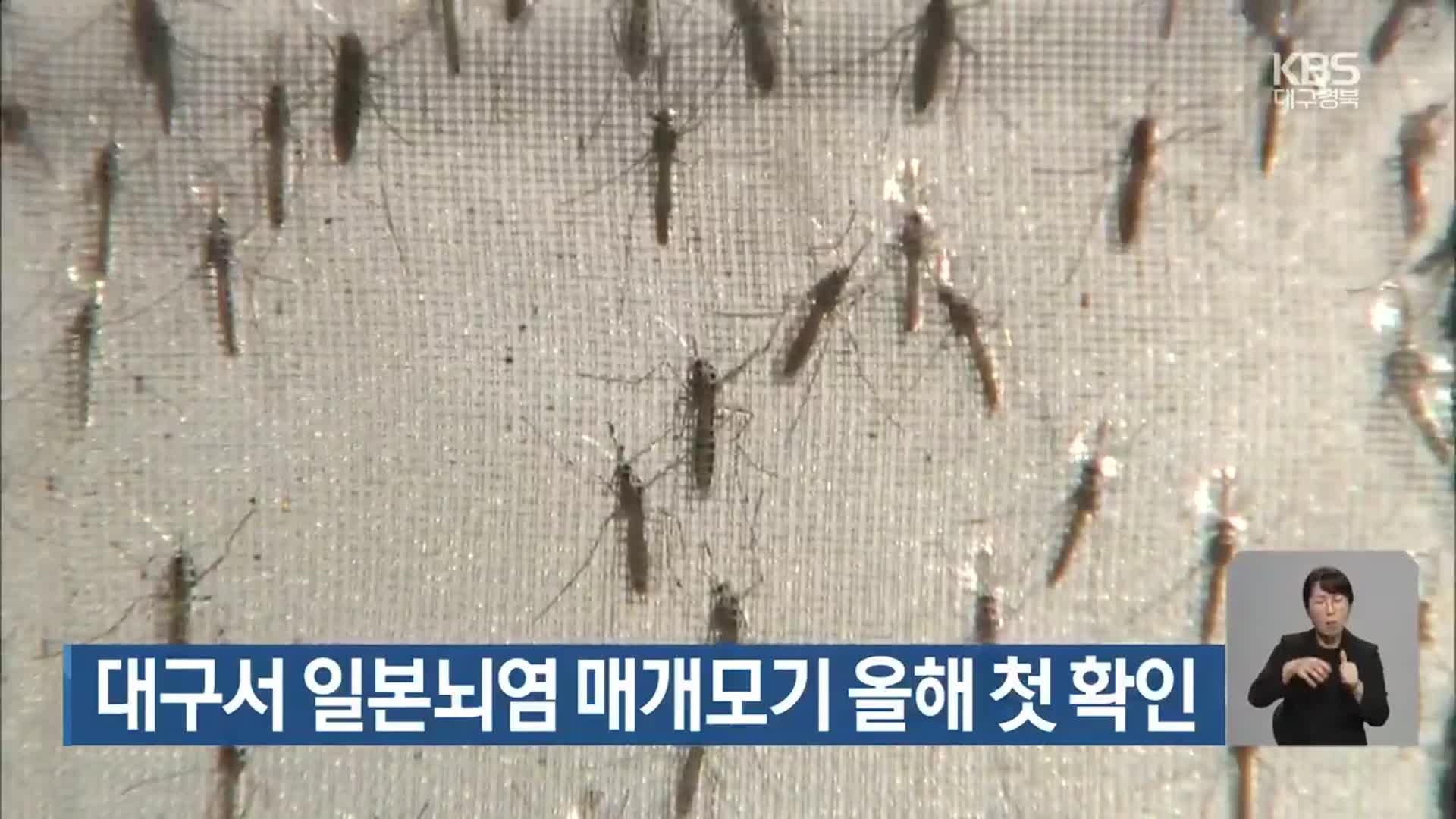 대구서 일본뇌염 매개모기 올해 첫 확인