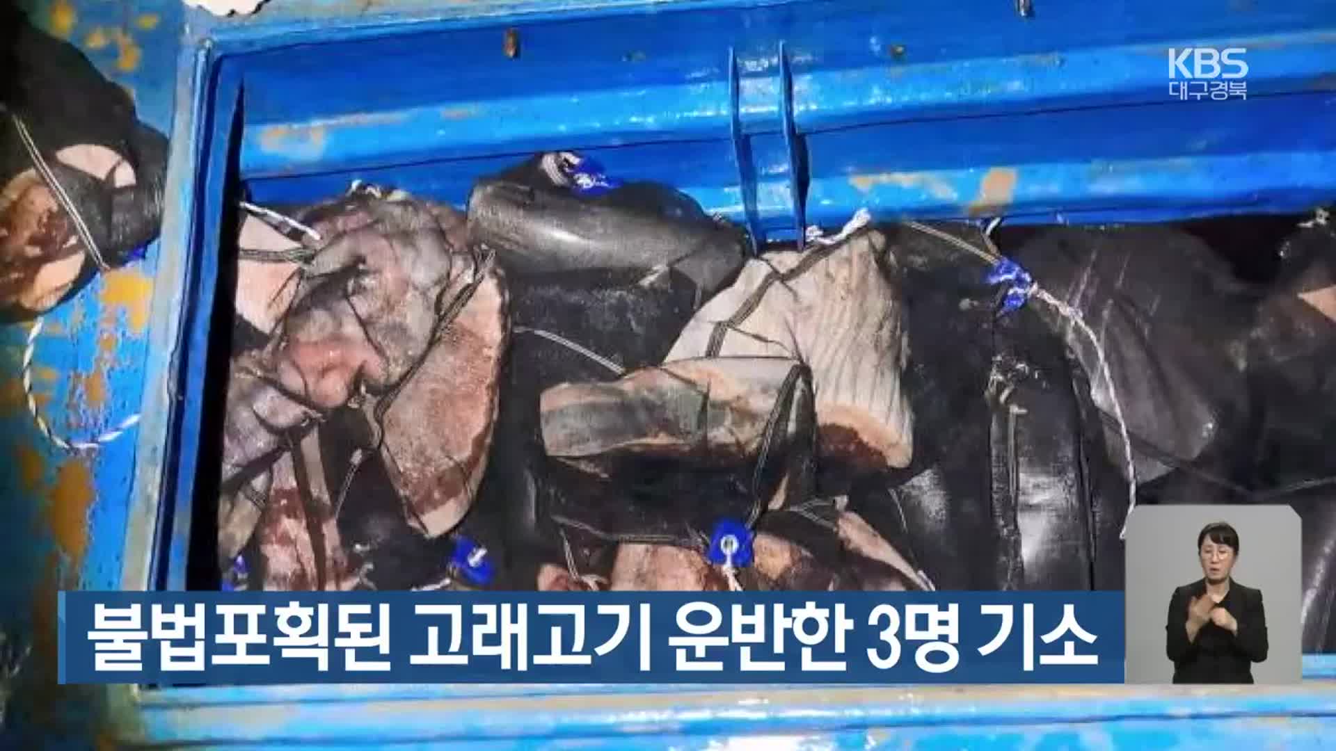 불법포획된 고래고기 운반한 3명 기소