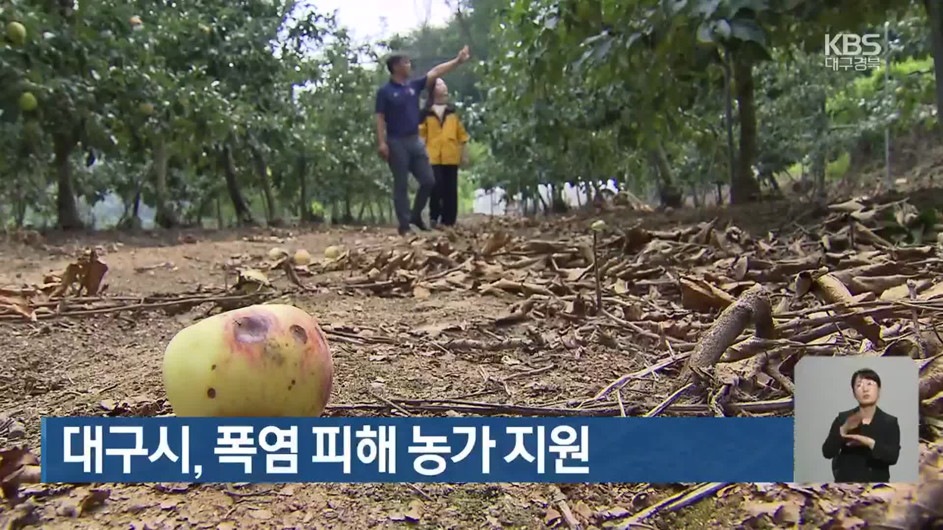 대구시, 폭염 피해 농가 지원