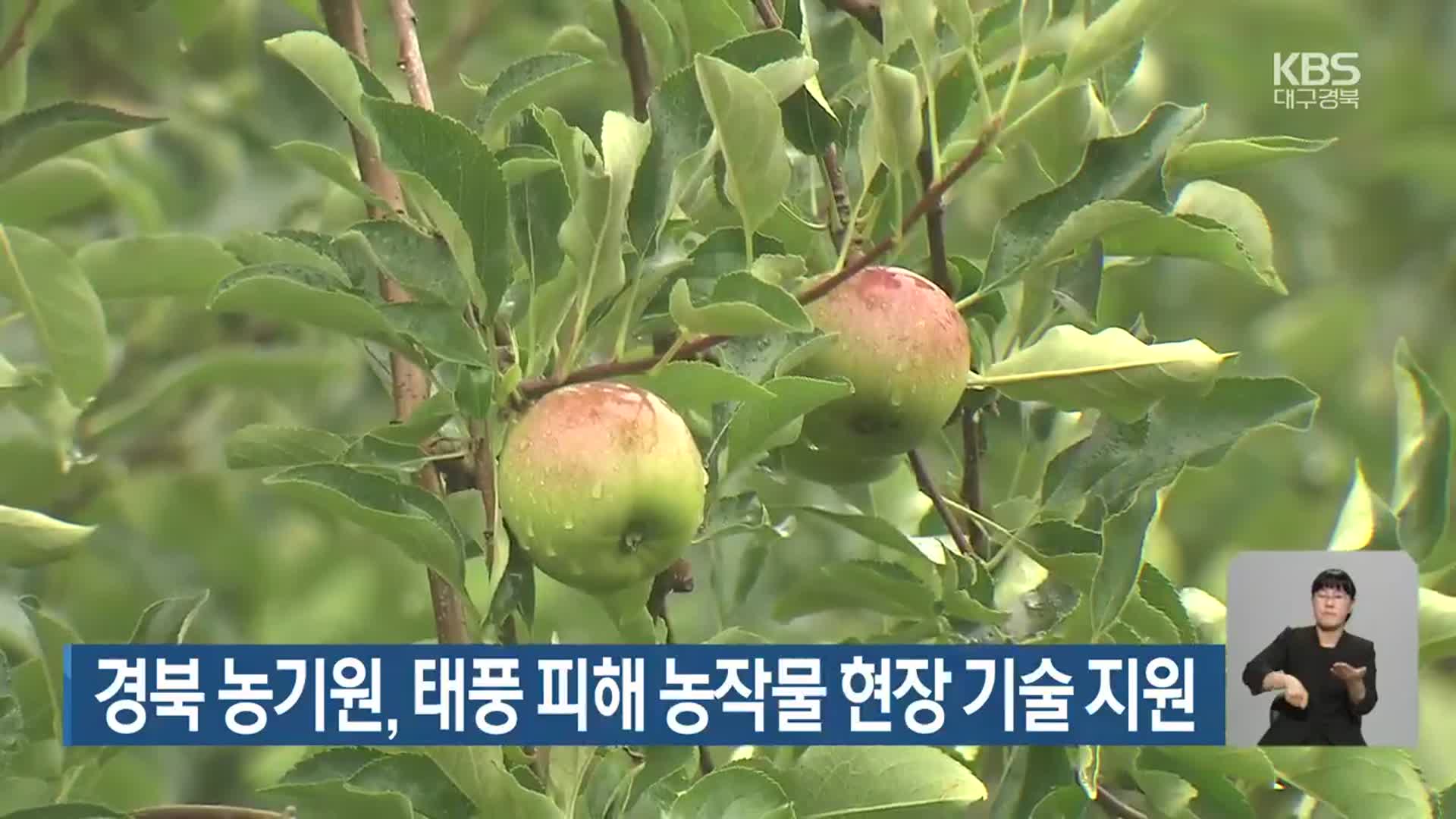 경북 농기원, 태풍 피해 농작물 현장 기술 지원