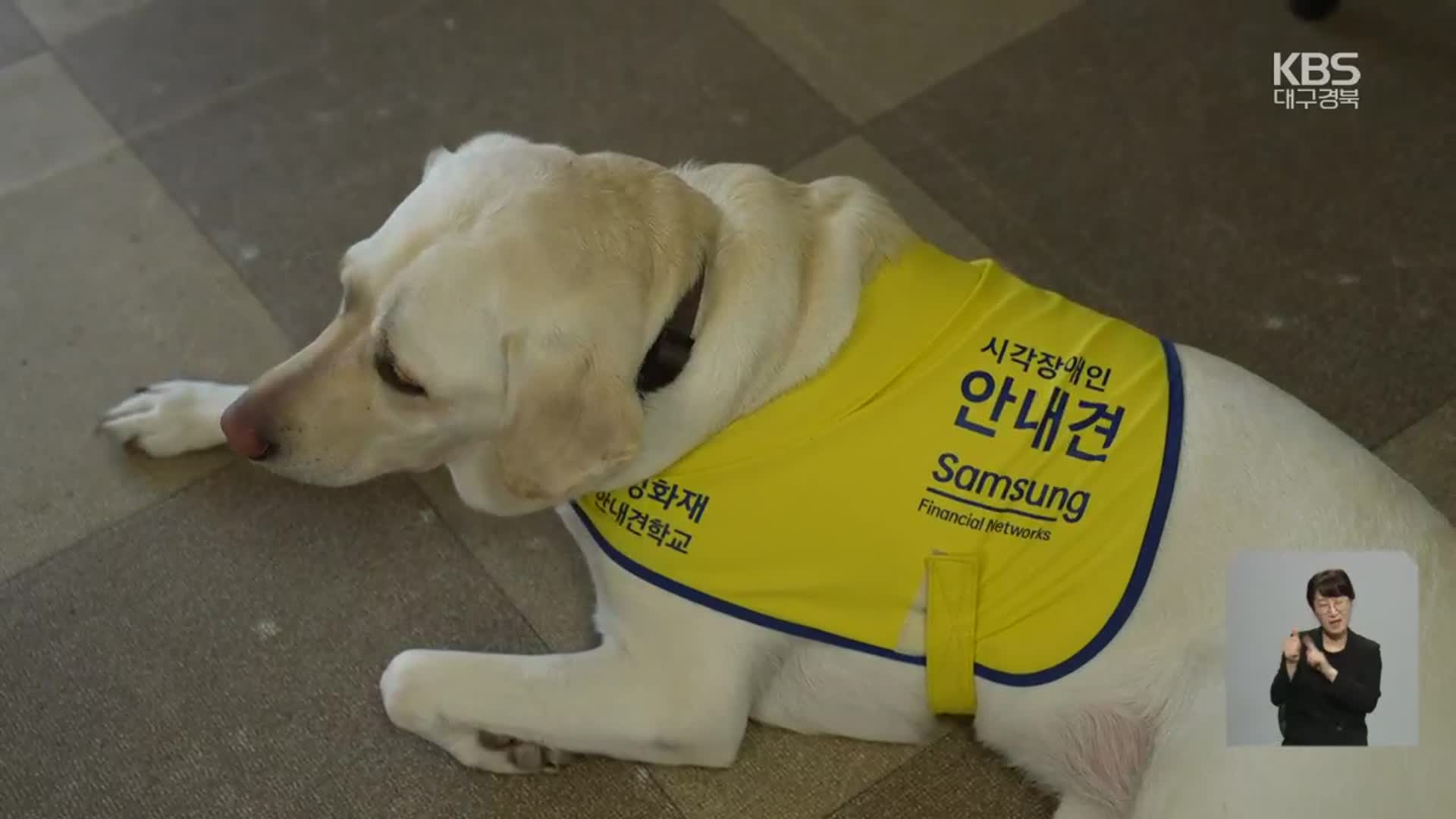 ‘기부로 안내견 인식 바꾼다’…대구 첫 기부견 탄생