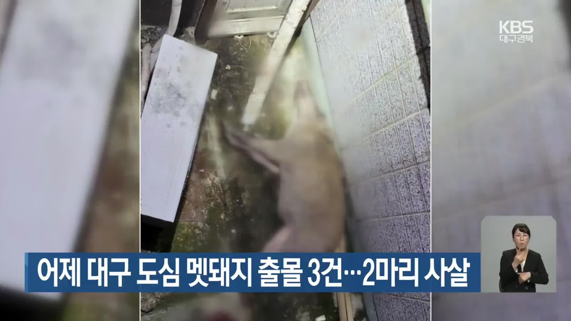 어제 대구 도심 멧돼지 출몰 3건…2마리 사살