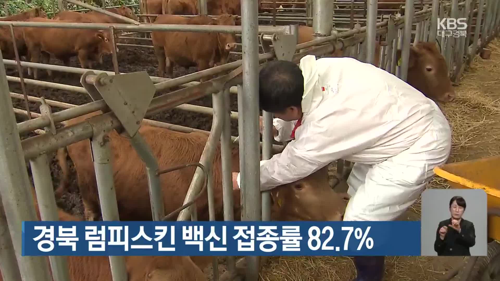 경북 럼피스킨 백신 접종률 82.7%