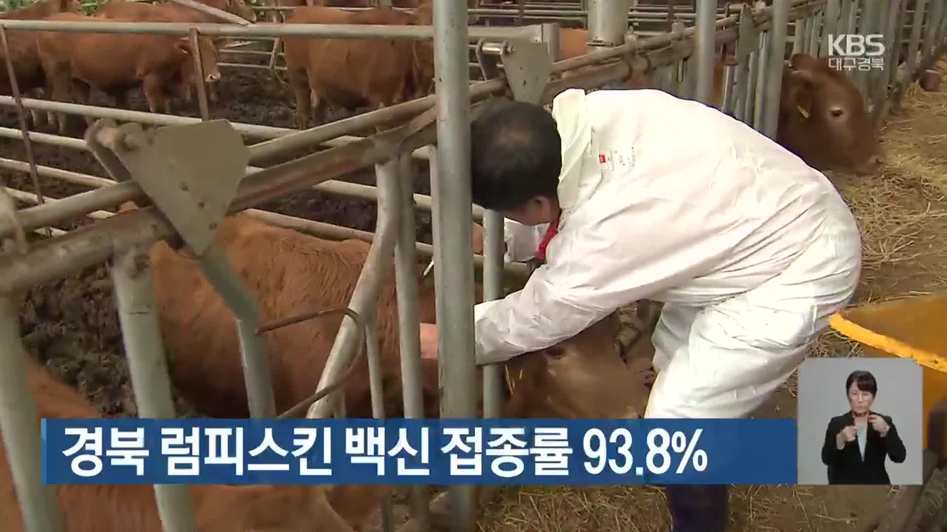 경북 럼피스킨 백신 접종률 93.8%