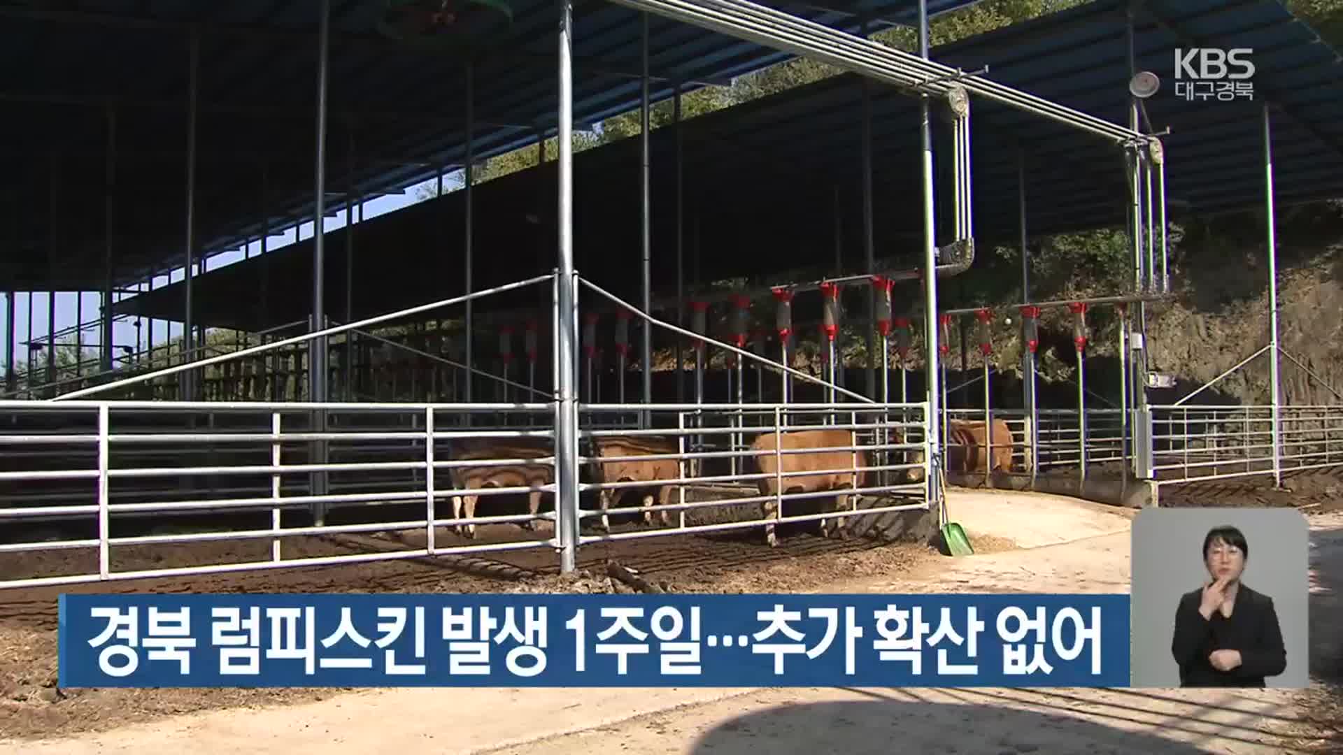 경북 럼피스킨 발생 1주일…추가 확산 없어