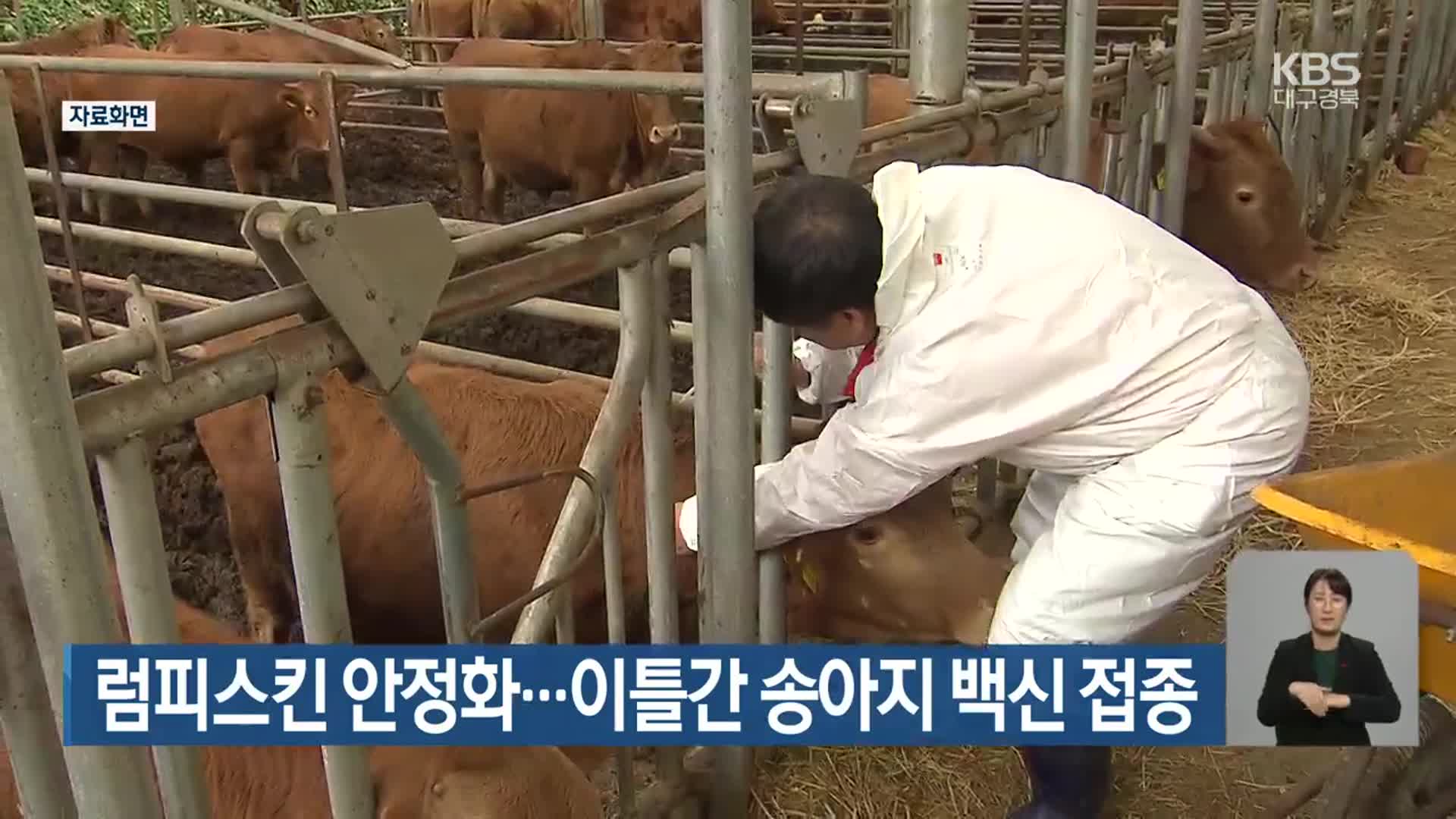 럼피스킨 안정화…이틀간 송아지 백신 접종