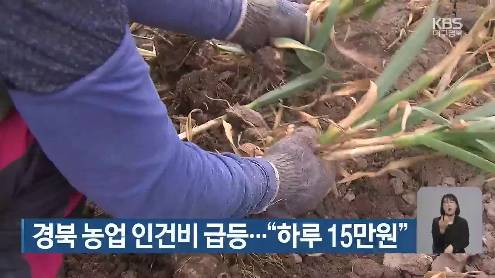 경북 농업 인건비 급등…“하루 15만 원”