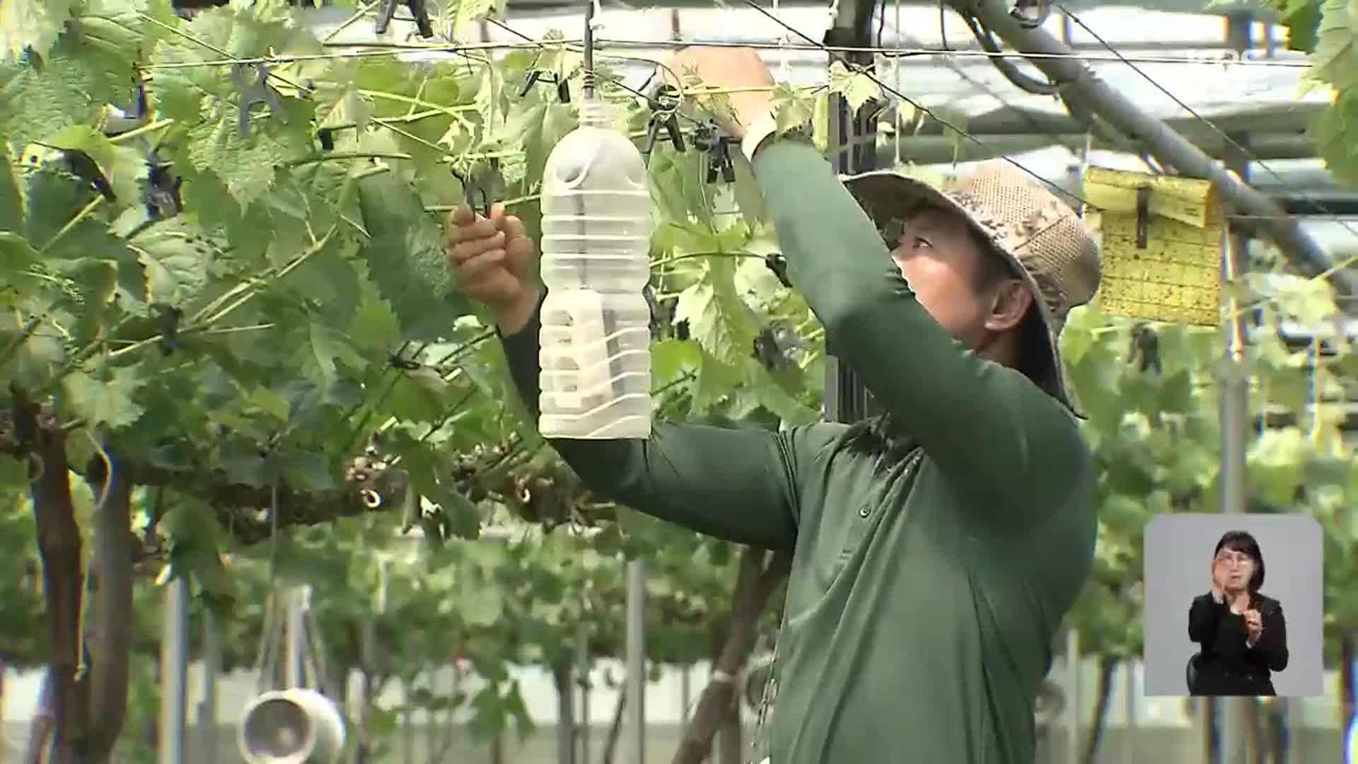 선거 앞두고 농촌 일손 부족 심화