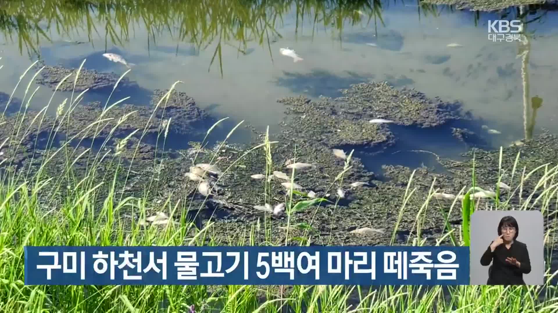 구미 하천서 물고기 5백여 마리 떼죽음