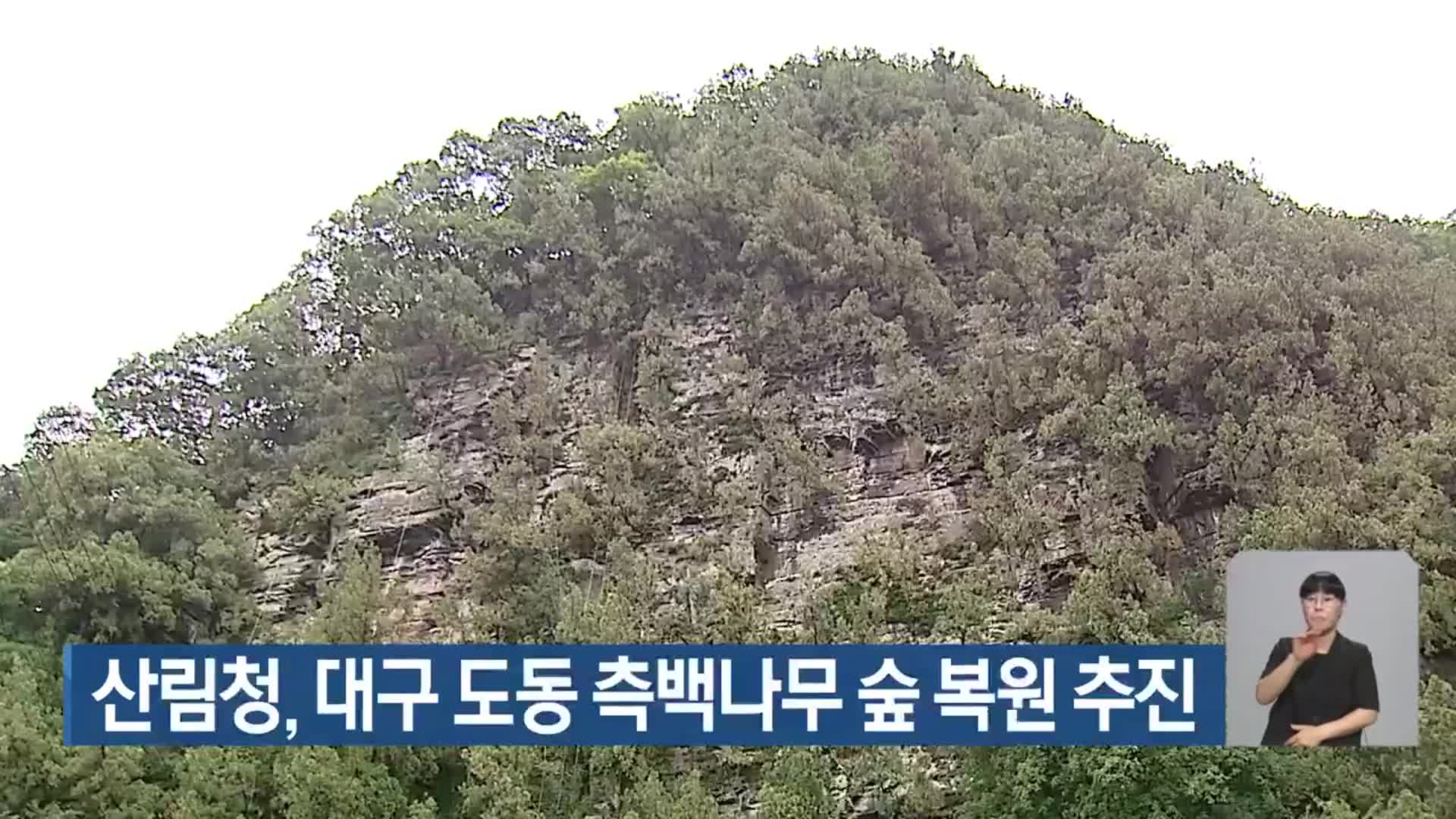 산림청, 대구 도동 측백나무 숲 복원 추진