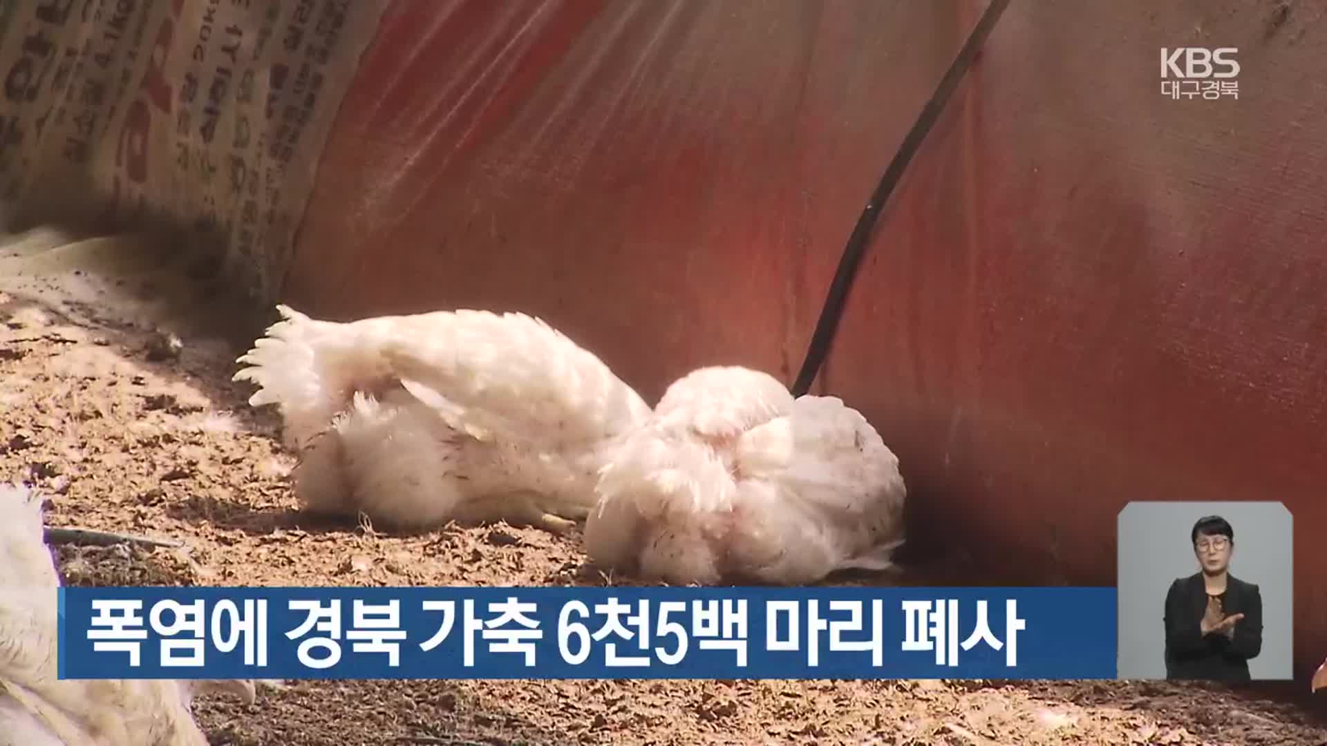 폭염에 경북 가축 6천5백 마리 폐사