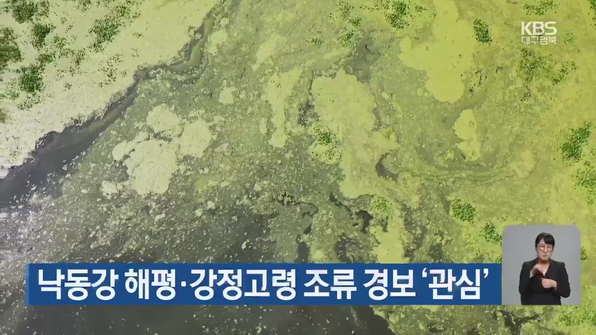 낙동강 해평·강정고령 조류 경보 ‘관심’