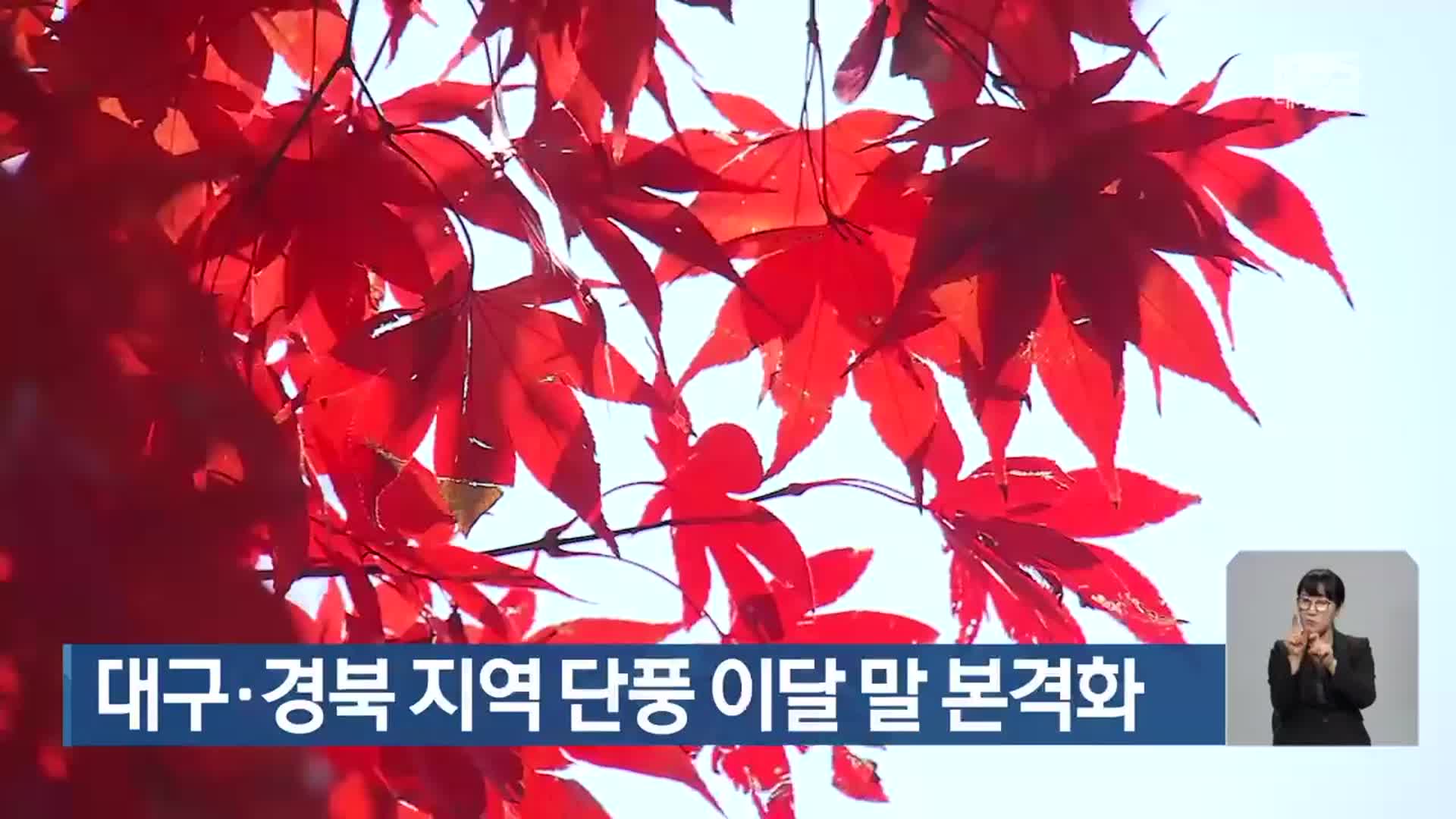 대구·경북 지역 단풍 이달 말 본격화