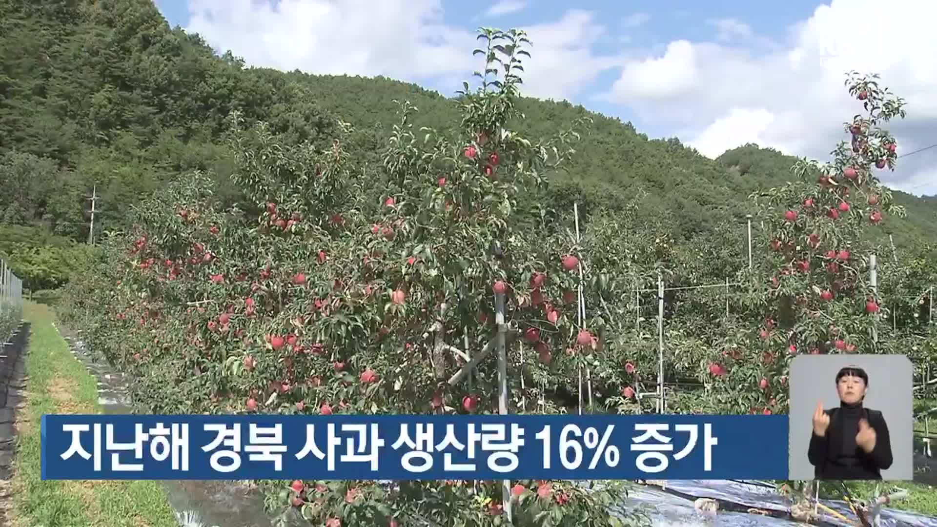 지난해 경북 사과 생산량 16% 증가