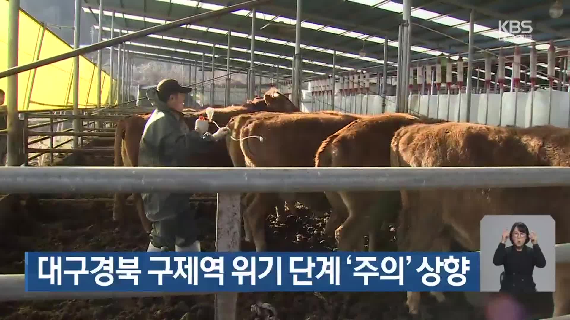 대구·경북 구제역 위기 단계 ‘주의’ 상향
