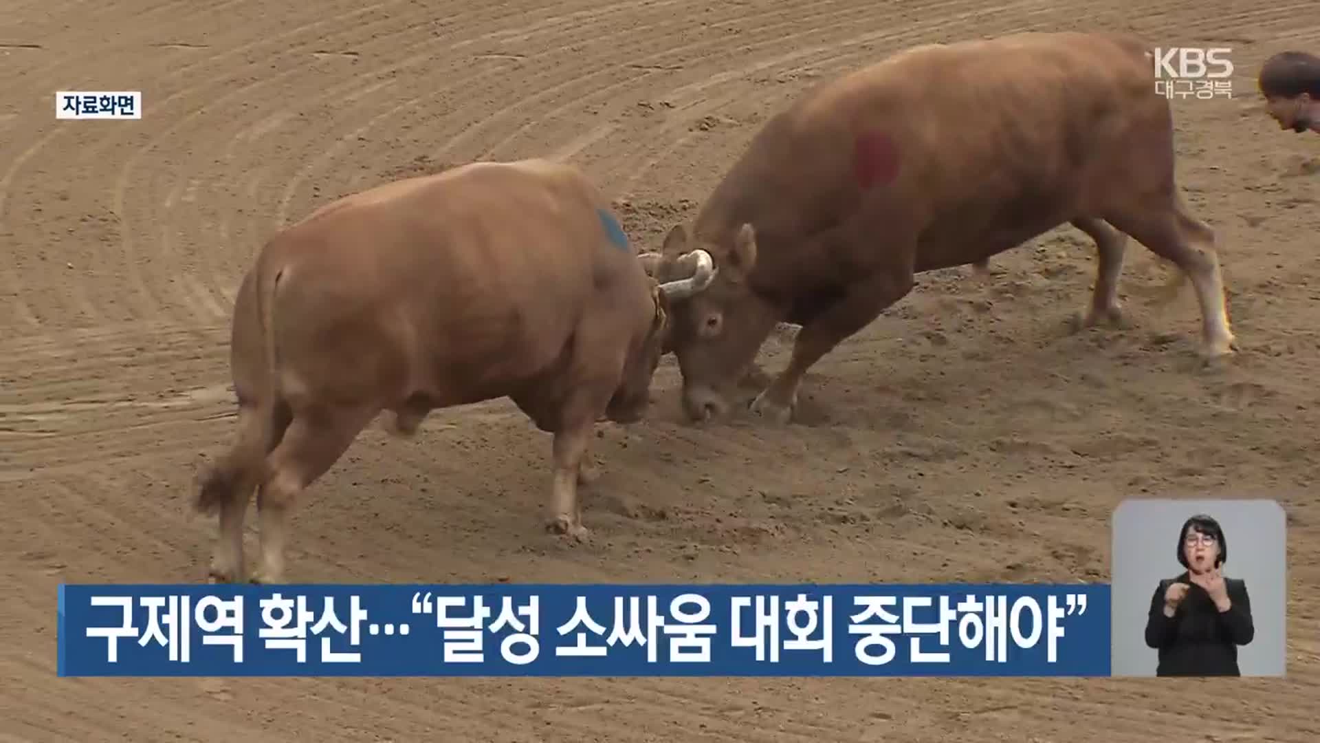 구제역 확산…“달성 소싸움 대회 중단해야”