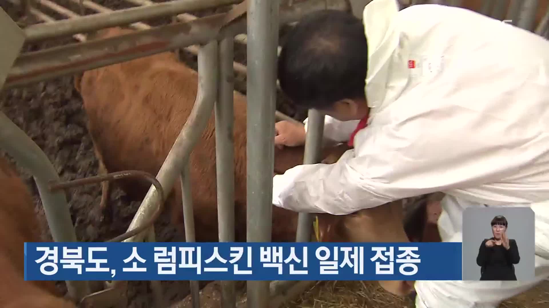 경북도, 소 럼피스킨 백신 일제 접종