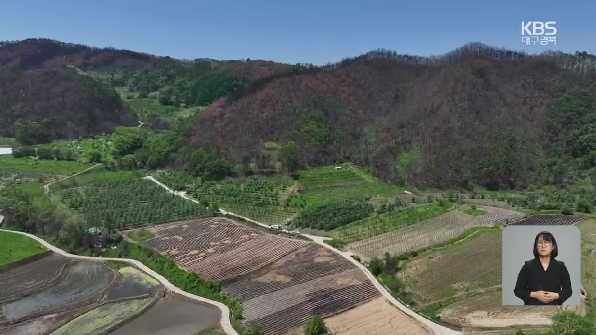 사과 주산지 청송, 산불 피해로 기반 ‘휘청’