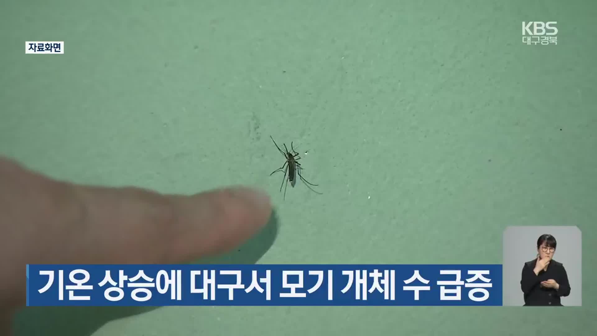 기온 상승에 대구서 모기 개체 수 급증