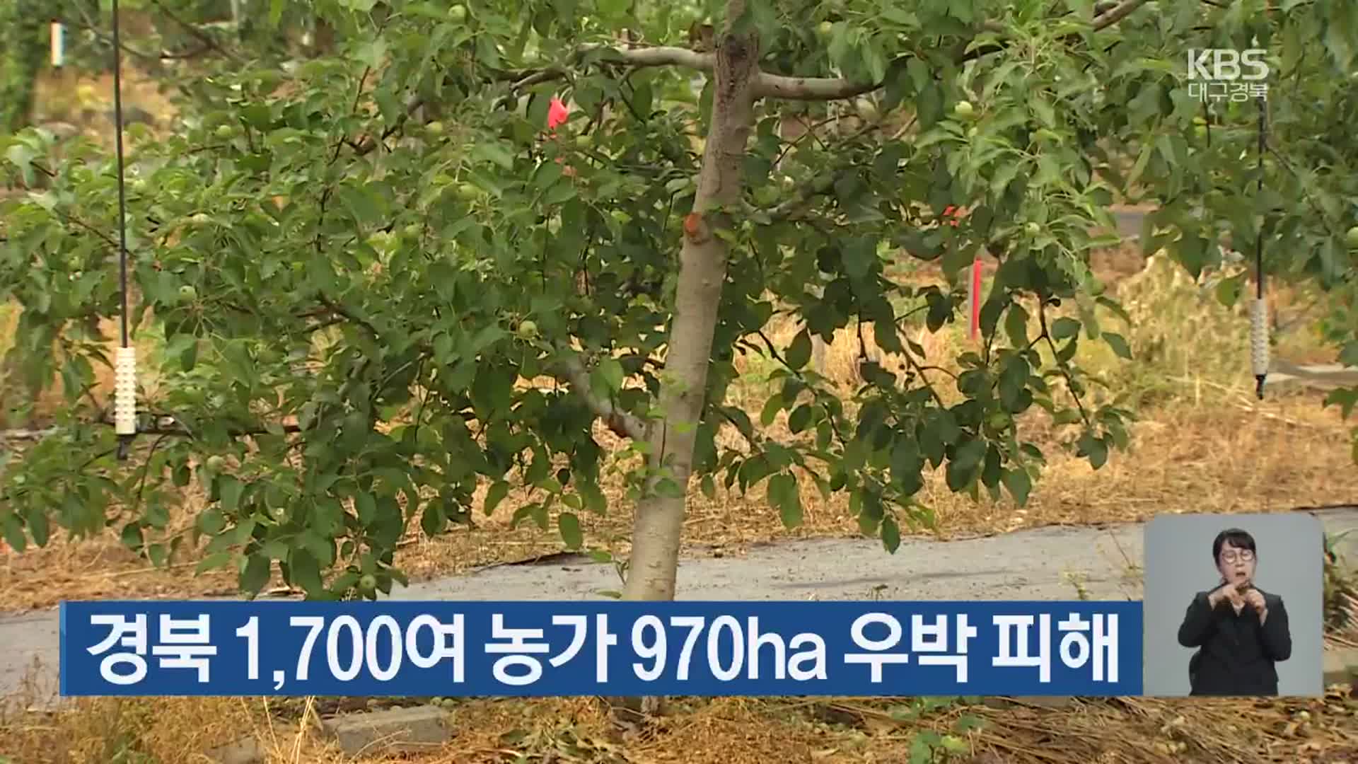 경북 1,700여 농가 970ha 우박 피해