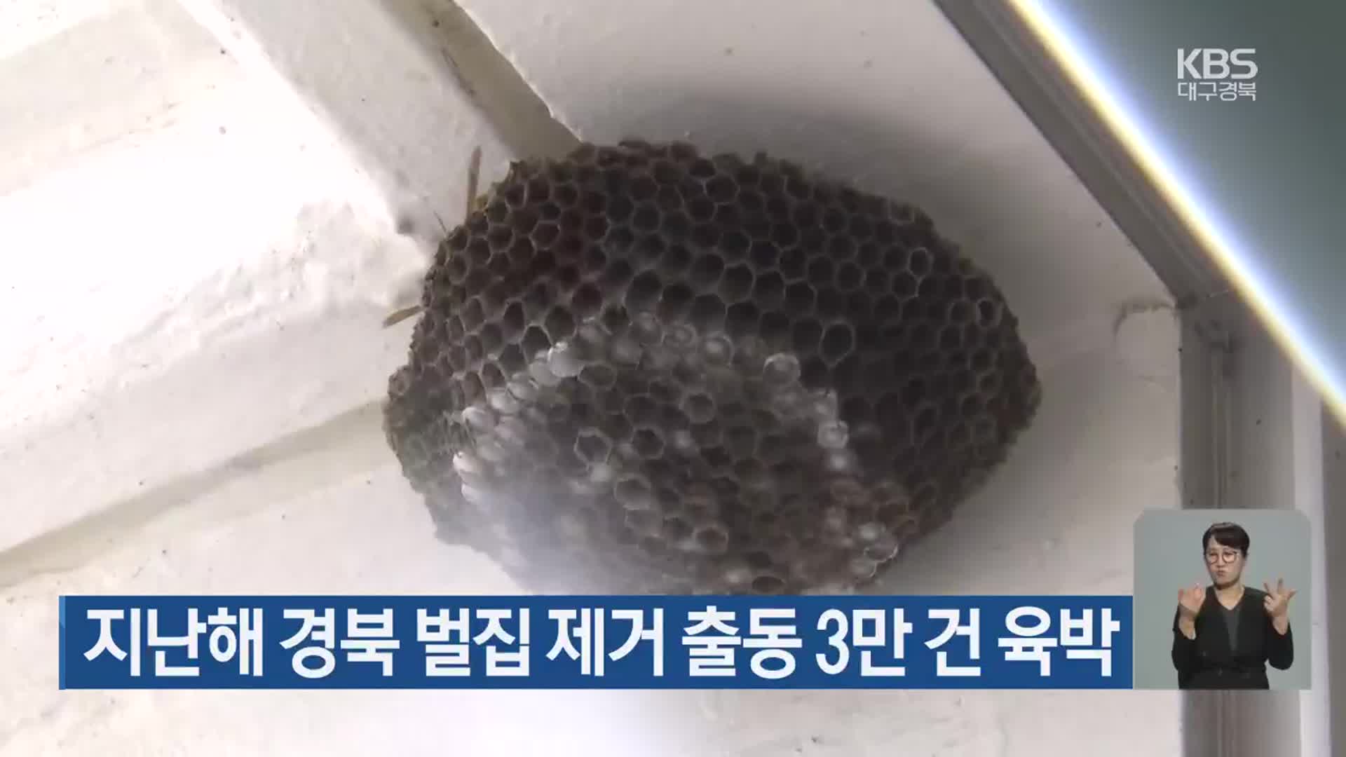 지난해 경북 벌집 제거 출동 3만 건 육박