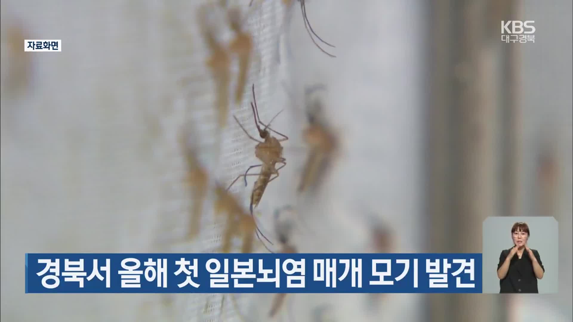경북서 올해 첫 일본뇌염 매개 모기 발견