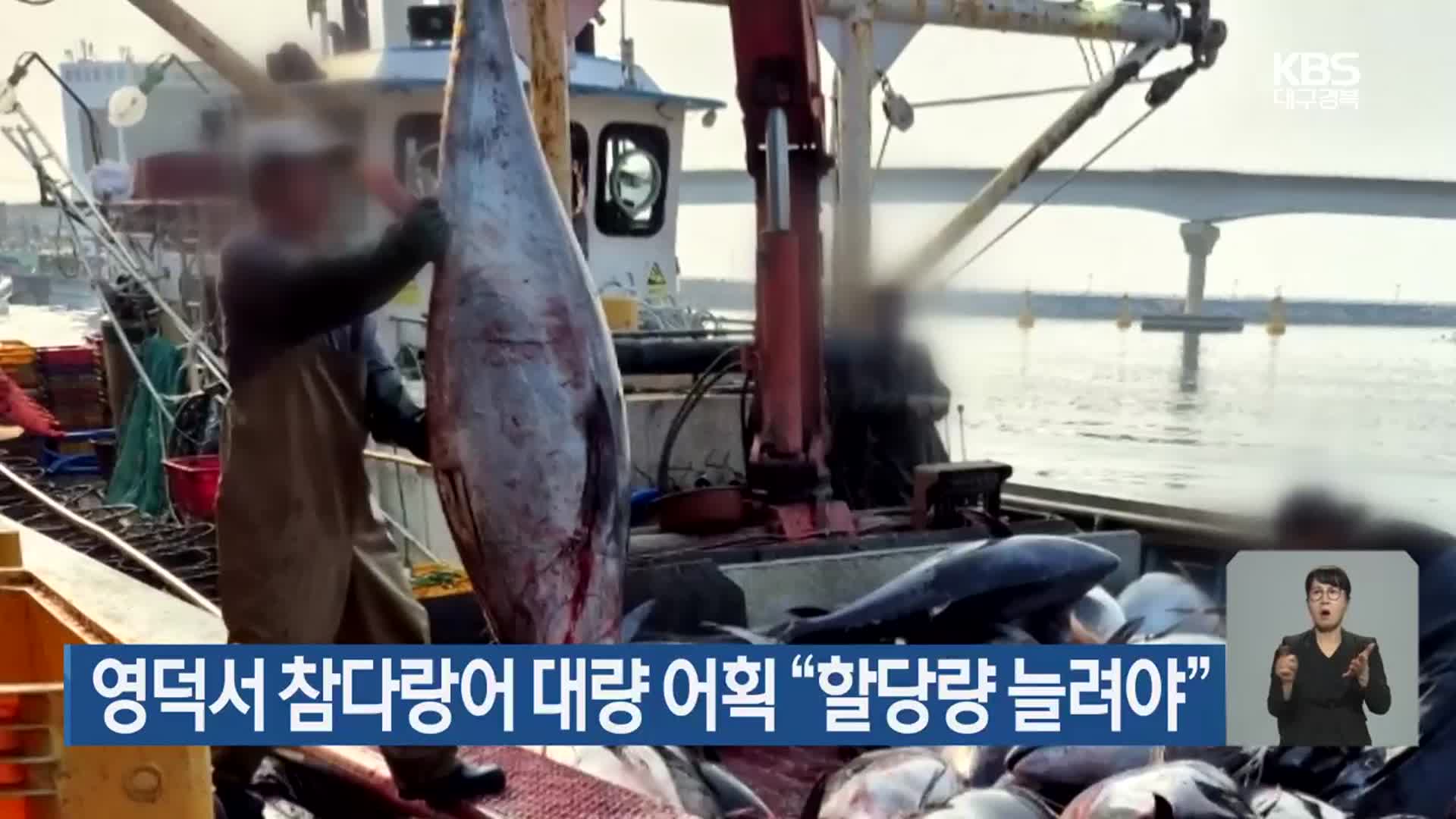 영덕서 참다랑어 대량 어획 “할당량 늘려야”