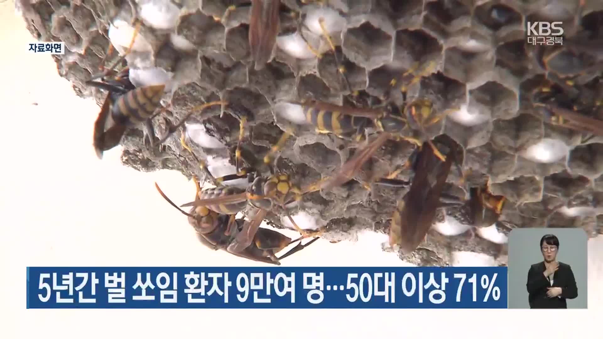 5년간 벌 쏘임 환자 9만여 명…50대 이상 71%