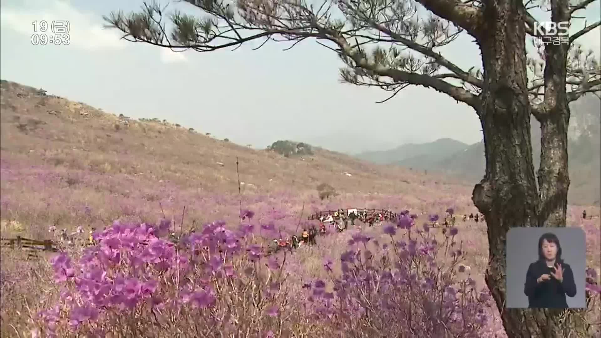 올해도 줄줄이 봄축제 취소…지역 경제 시름