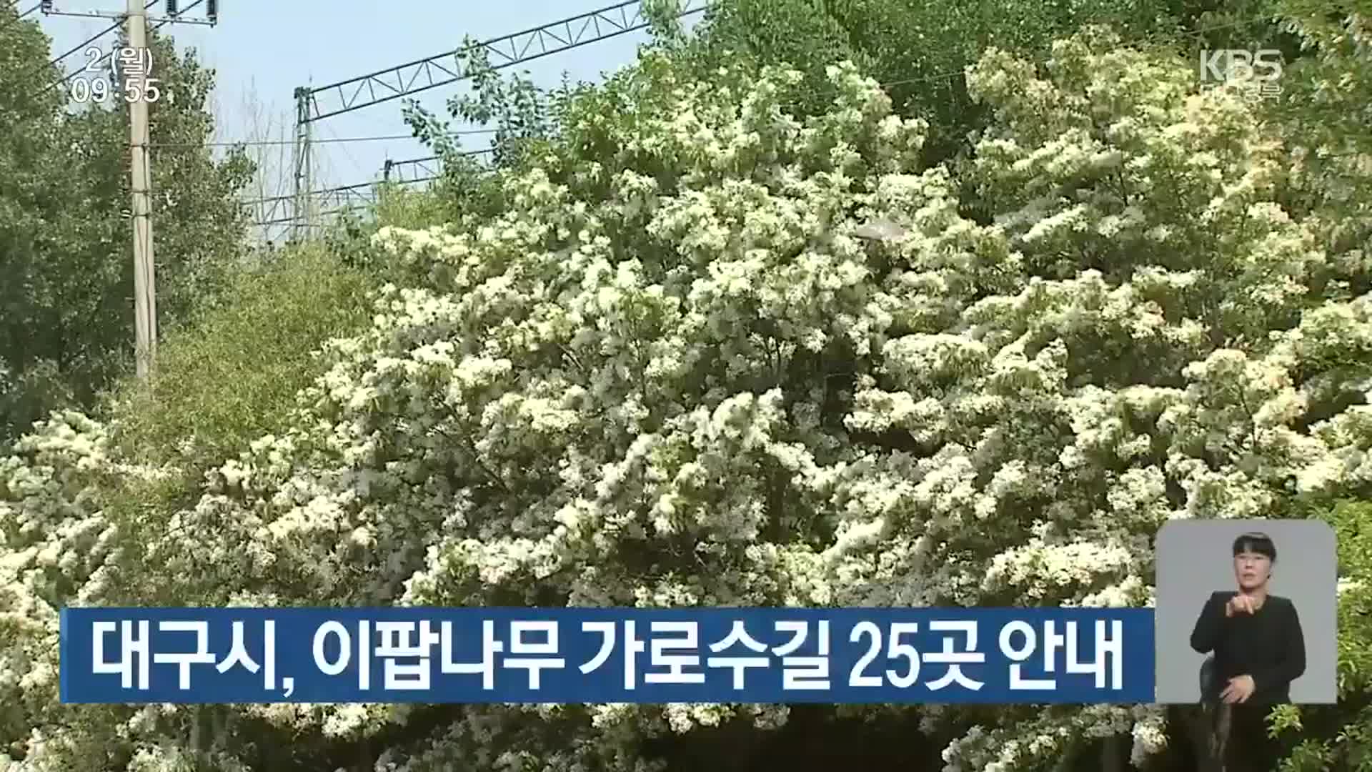 대구시, 이팝나무 가로수길 25곳 안내