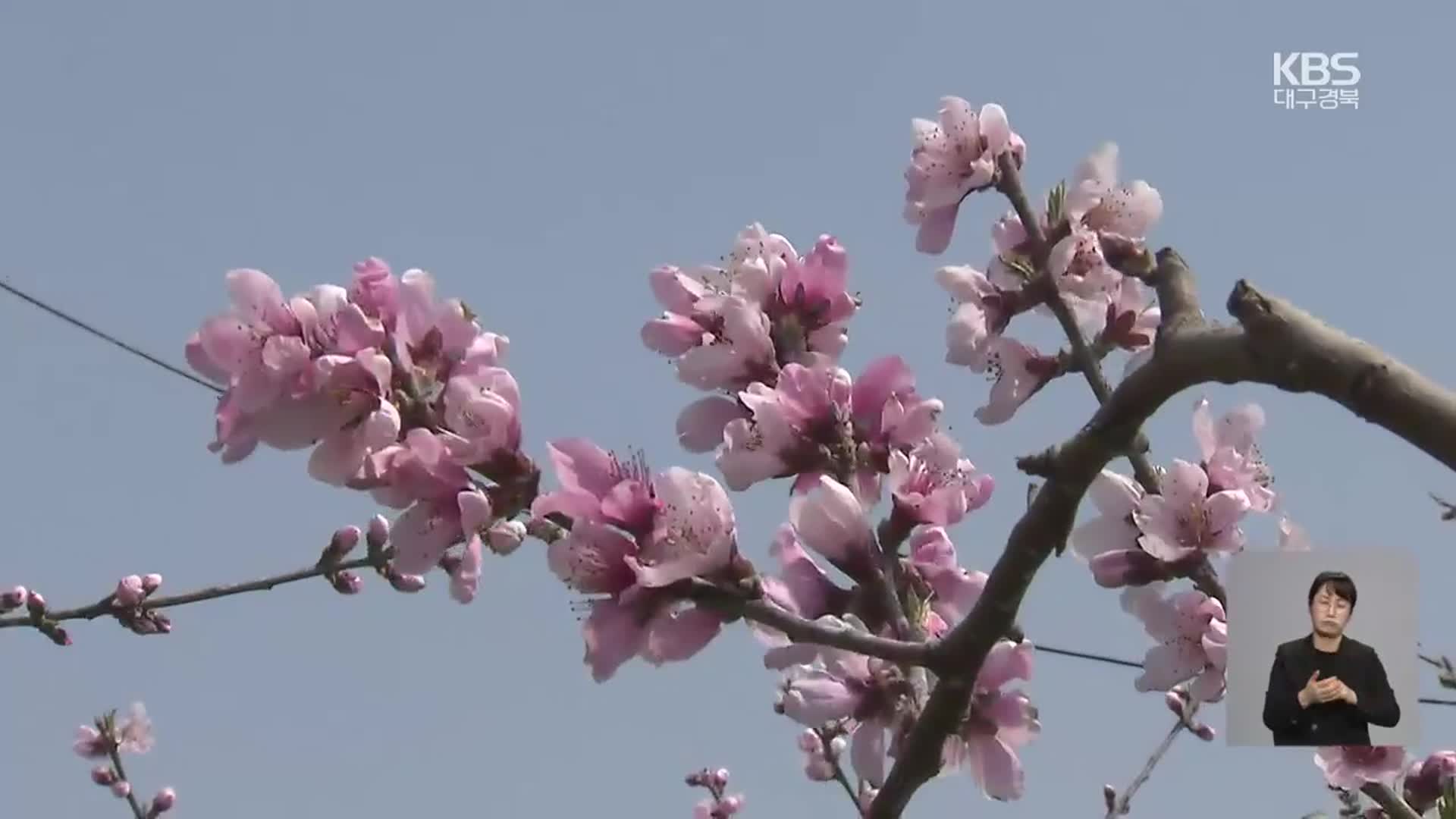 이른 개화…냉해·수분불량 비상