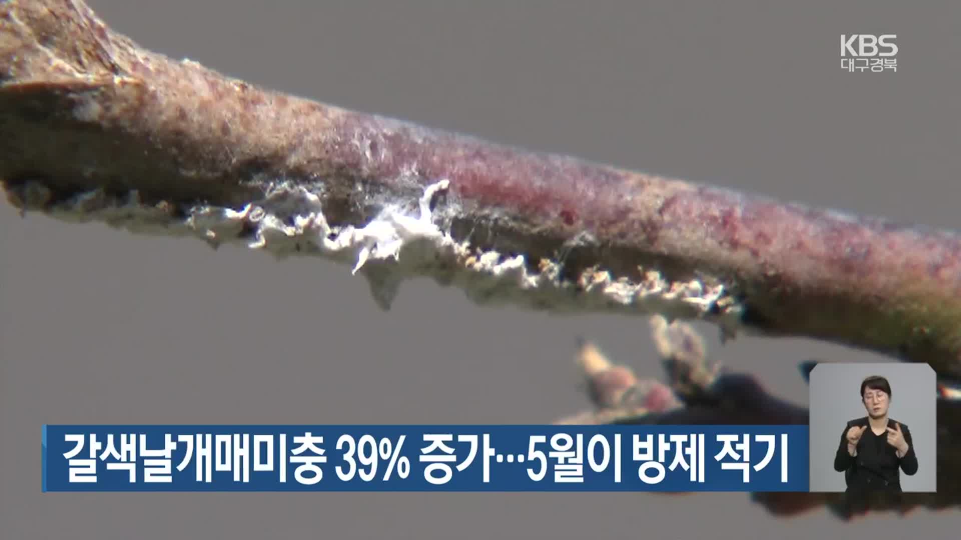 갈색날개매미충 39% 증가…5월이 방제 적기