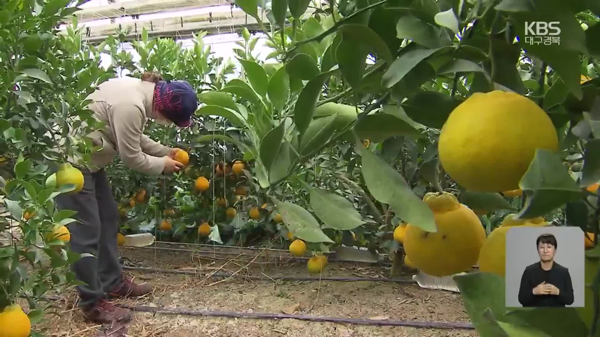의성 ‘아열대 과일’ 출하…농가 새 소득원 되나?