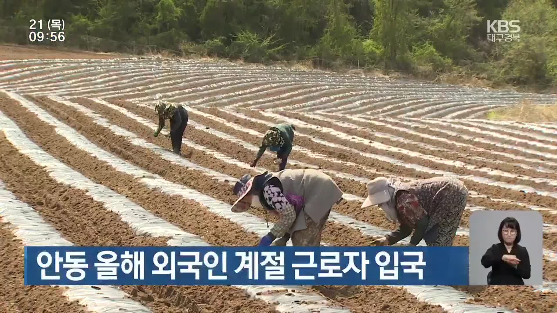 안동 올해 외국인 계절근로자 입국 시작