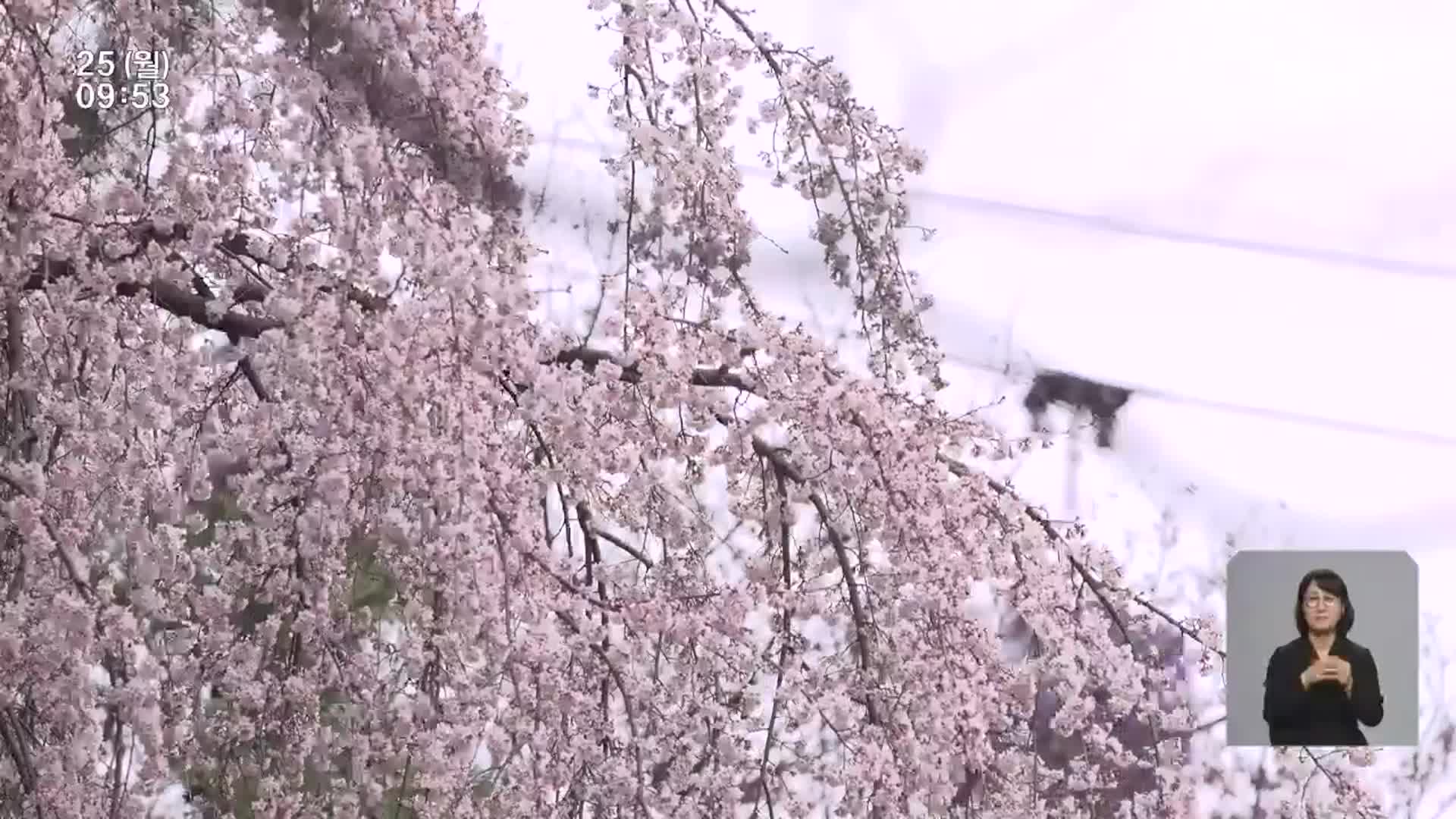 곳곳 봄꽃 활짝…‘벚꽃 이번주 절정’