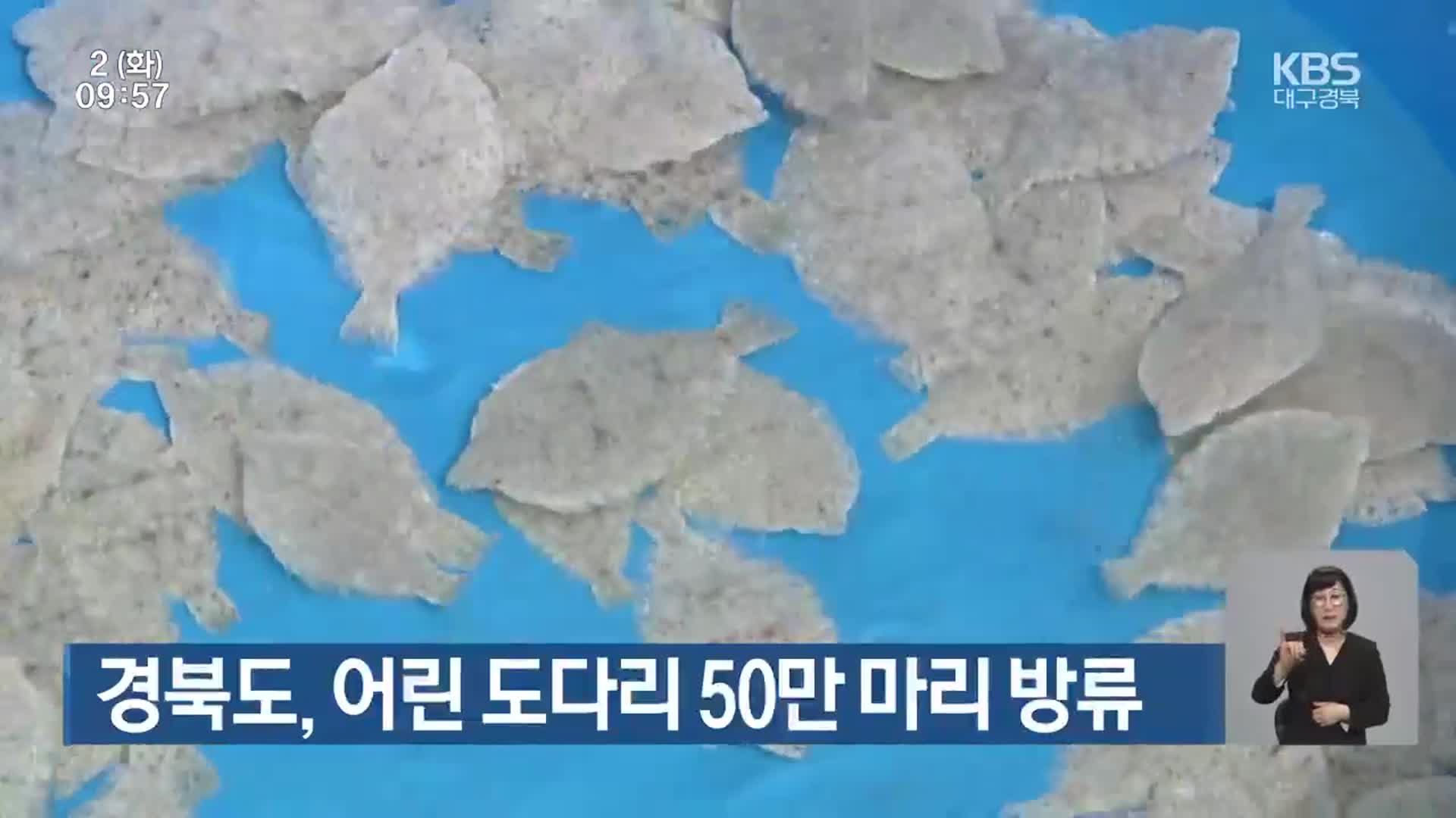 경북도, 어린 도다리 50만 마리 방류