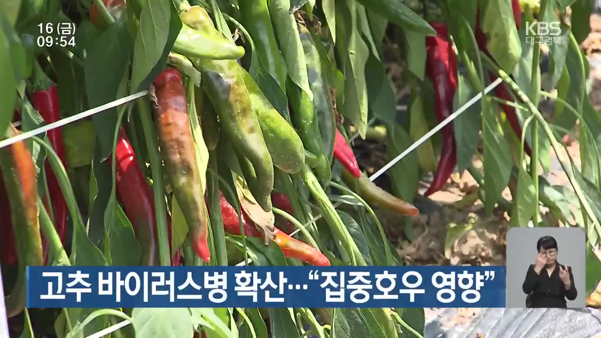 고추 바이러스병 확산…“집중호우 영향”