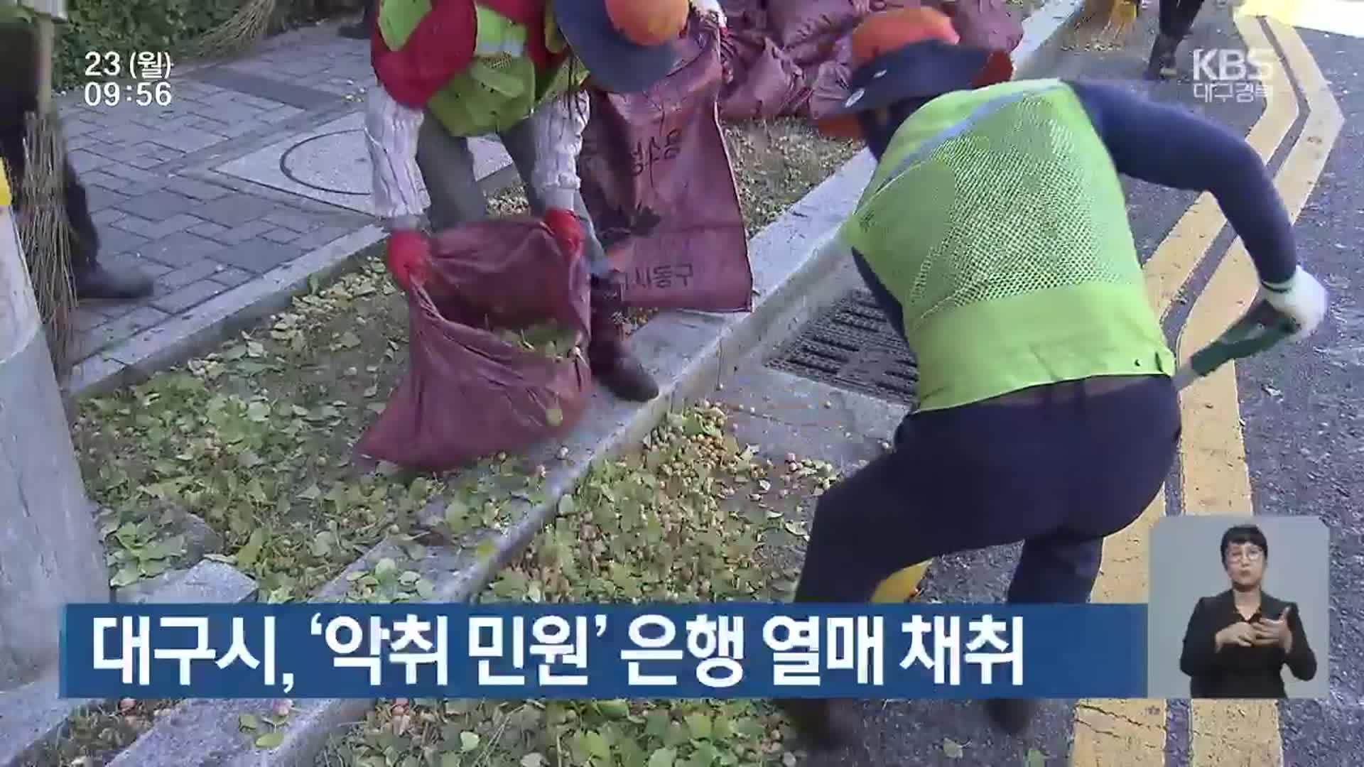 대구시, ‘악취 민원’ 은행 열매 채취